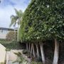 Photo of Manzanita Garden & Tree Care