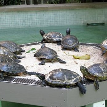Hyatt Centric Key West Resort & Spa - Turtle pools around the property - Hotels Near Me - Key West, Florida