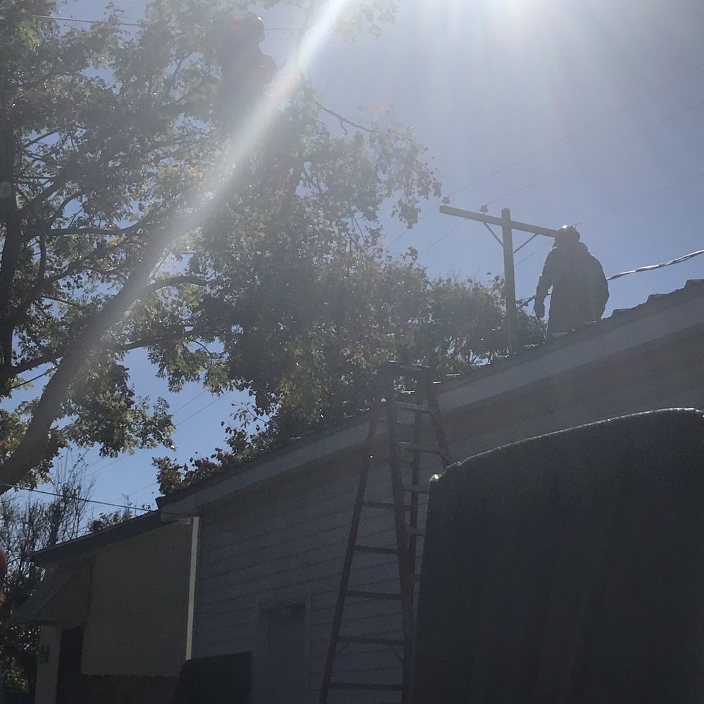 T&T Tree Specialist - Tree Services Near Me - Ama, Louisiana T&T Tree Specialist - Tree Services Near Me - Ama, Louisiana