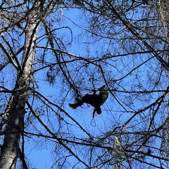 Lemur Tree Aid - Tree climber - Tree Services Near Me Lemur Tree Aid - Tree climber - Tree Services Near Me
