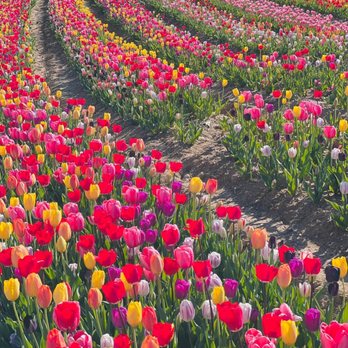 Kuipers Family Farm - Tulips in a variety of colors during first week of May - Venues & Event Spaces Near Me - Maple Park, Illinois Kuipers Family Farm - Tulips in a variety of colors during first week of May - Venues & Event Spaces Near Me - Maple Park, Illinois
