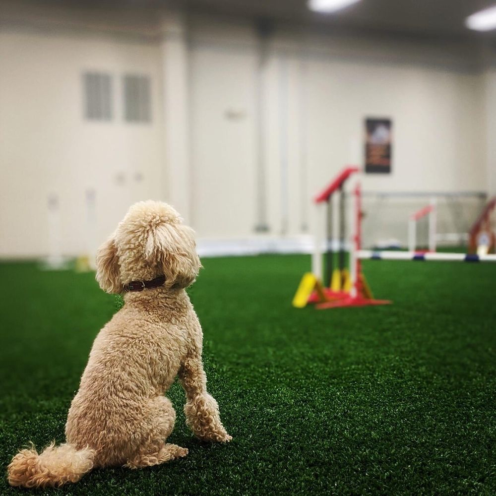 KRAFTY K9 DOG SPORTS Updated August 2024 12 Photos 519 Rankin Cir