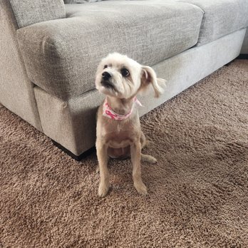 Lovely Pet Grooming - Pet Groomers Near Me - Albuquerque, New Mexico Lovely Pet Grooming - Pet Groomers Near Me - Albuquerque, New Mexico