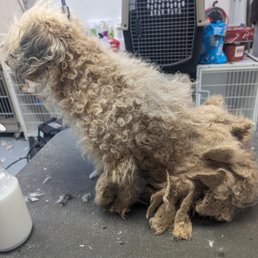 Rescue dog with severe mats. Rescue dog with severe mats.