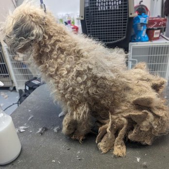 Feldspar Pet Spa - Rescue dog with severe mats. - Pet Groomers Near Me - Davis, California Feldspar Pet Spa - Rescue dog with severe mats. - Pet Groomers Near Me - Davis, California