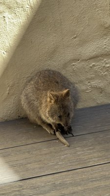Rottnest Island by null