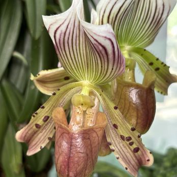 United States Botanic Garden - Orchid - Botanical Gardens Near Me - Washington, DC, District of Columbia United States Botanic Garden - Orchid - Botanical Gardens Near Me - Washington, DC, District of Columbia