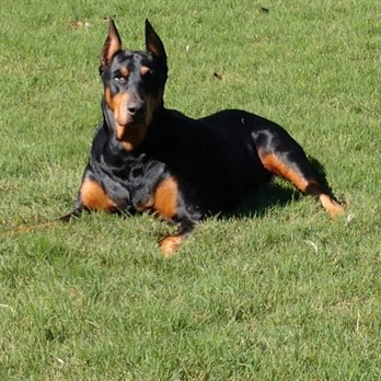 Harraden's Dobieden - Josie my cousins Doberman - Pet Breeders Near Me - Dover, North Carolina