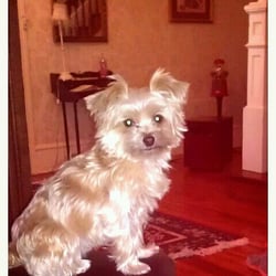 Bella Vista Bed & Breakfast - The little Bella Vista doggie
