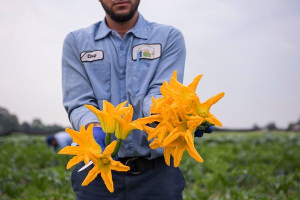 The Chef's Garden by null