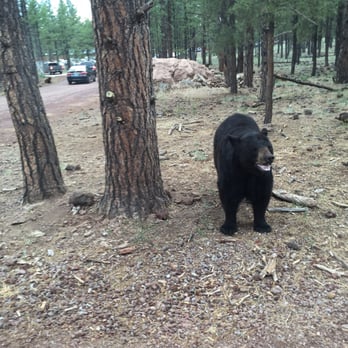 Bearizona - Bearizona drive through park. - Zoos Near Me - Williams, Arizona