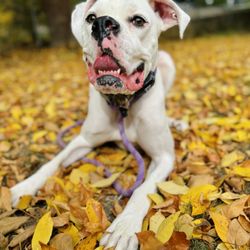 Orchard Point Kennels