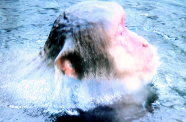 Jigokudani Yaen-Koen by null