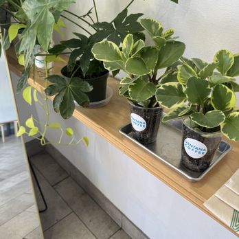 Ventana Coffee - Decor - Coffee & Tea Near Me - Covina, California