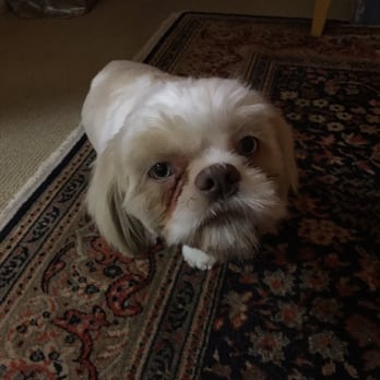 Canine Casa - Body cut 100% satisfaction, face is a bit rough/uneven. - Pet Groomers Near Me - Seattle, Washington