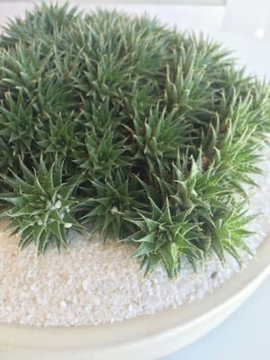 Parachute Home by null