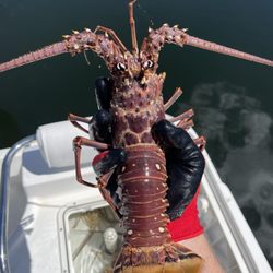 Key Lime Boat Rental - Florida Spiny Lobster Lobster season 2022