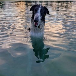 Tigertail Lake South Dog Park - Ragnar enjoying the sunset swim