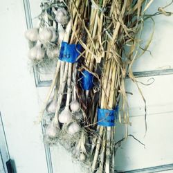 Full Moon Garlic Farm - 2020 garlic