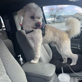 Barks and Bubbles Pet Salon - Pet Groomers Near Me - Salinas, California