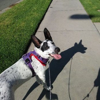 Superpet Services - The dog walkers take multiple pictures while walking your pup and this gets sent to you by email after they finish walking. - Pet Sitting Near Me Superpet Services - The dog walkers take multiple pictures while walking your pup and this gets sent to you by email after they finish walking. - Pet Sitting Near Me