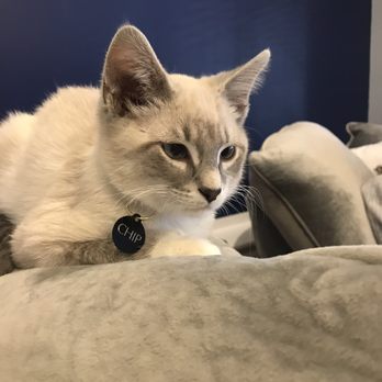 affoGATO Cat Café - Themed Cafes Near Me - Cleveland, Ohio