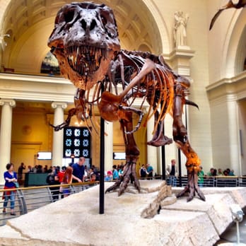 Field Museum - Meet Sue! - Museums Near Me - Chicago, Illinois Field Museum - Meet Sue! - Museums Near Me - Chicago, Illinois