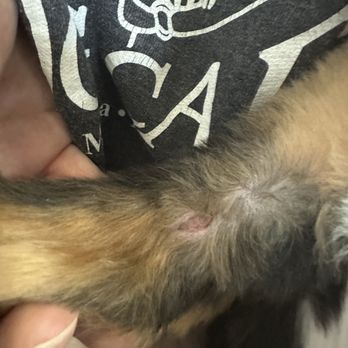 Lovely Pet Spa - Left arm shoulder area - Pet Groomers Near Me - Parker, Colorado Lovely Pet Spa - Left arm shoulder area - Pet Groomers Near Me - Parker, Colorado