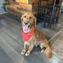 Photo of Paws Palace Dog Grooming