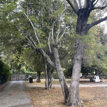 M&M Tree Service - Tree Services Near Me - La Puente, California