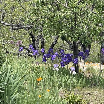 Shadow Ranch - Wild flowers in bloom. - Wineries Near Me - Somerset, California