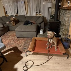 Out Of The Wild Canine Academy