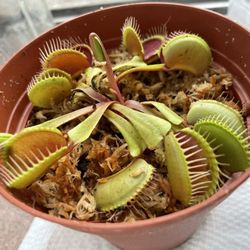 Cultivate Urban Rainforest & Gallery - My Venus Fly Trap repotted in Sphagnum moss. Hopefully they survive and thrive.