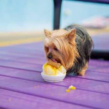 Pelican's SnoBalls - Pup cups for your furry friends. - Desserts Near Me - New Bern, North Carolina