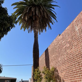 Goodview Tree Service - Before trim - Tree Services Near Me Goodview Tree Service - Before trim - Tree Services Near Me