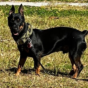 West Davis Veterinary Clinic - Finn the Min Pin - Veterinarians Near Me - Conroe, Texas