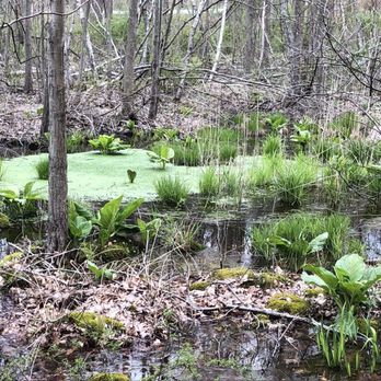 Hudson Highlands State Park - Beautiful green swamp - Parks Near Me - Beacon, New York