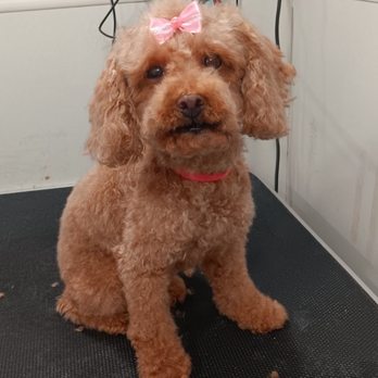 Lilo's Mobile Pet Spa - Pet Groomers Near Me Lilo's Mobile Pet Spa - Pet Groomers Near Me
