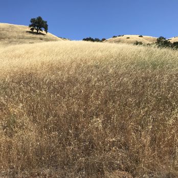 Monte Bello Open Space Preserve - Hiking Near Me - Palo Alto, California Monte Bello Open Space Preserve - Hiking Near Me - Palo Alto, California