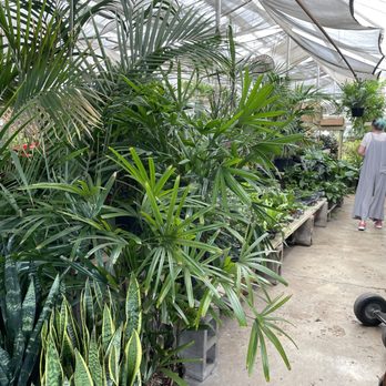 Fifth Avenue Greenhouses - Florists Near Me - Fort Worth, Texas Fifth Avenue Greenhouses - Florists Near Me - Fort Worth, Texas