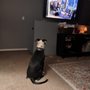 Photo of Mountain Top Dog Training
