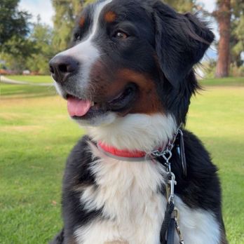 Rooted Dog Training - Relaxing at the park - Pet Training Near Me