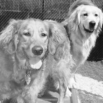 Camp Bow Wow - Pet Sitting Near Me - Elmwood Park, New Jersey Camp Bow Wow - Pet Sitting Near Me - Elmwood Park, New Jersey
