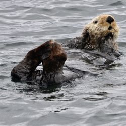 Sumdum Yacht - Sea Otter.