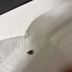Mabry Management - Mold that spews out