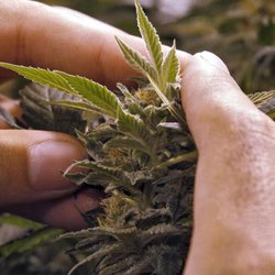 Canna Doctors of America