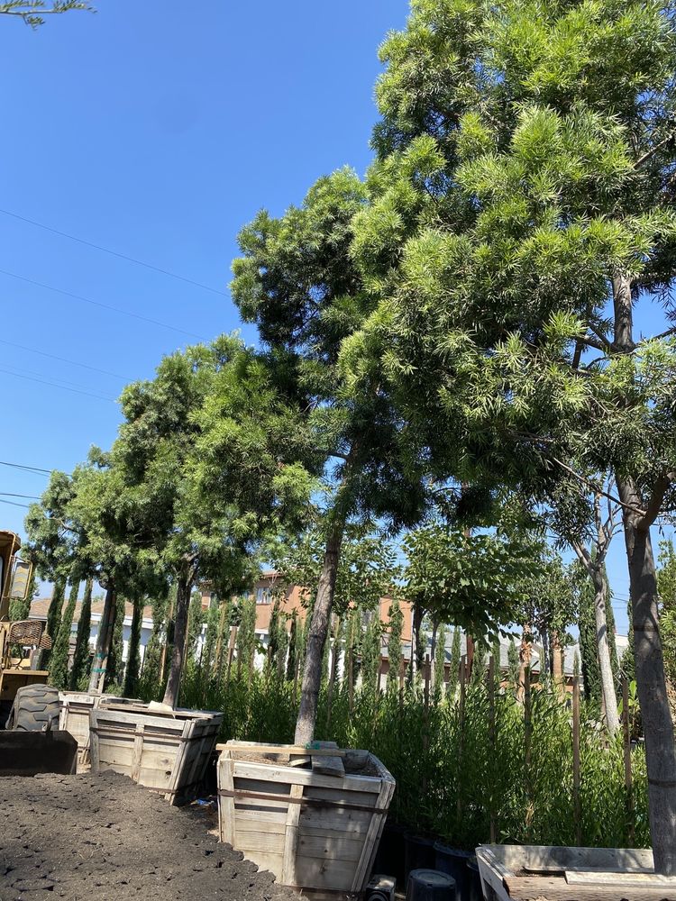 AMIGOS NURSERY Updated October 2024 126 Photos & 20 Reviews 1420