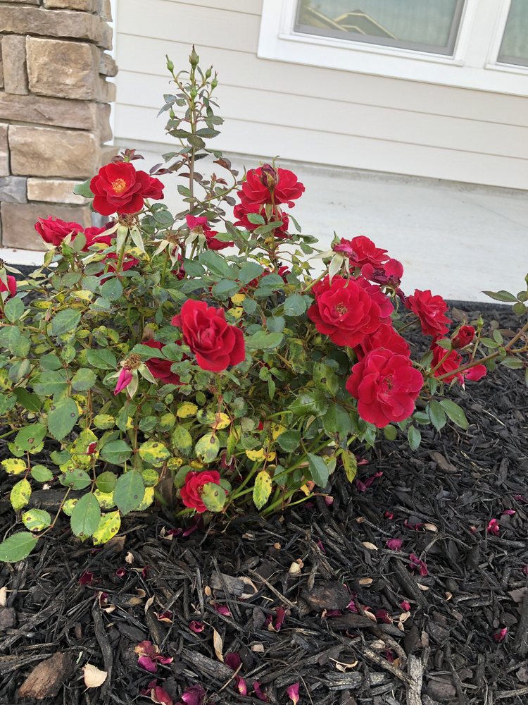 LANDMARKS NURSERY 26 Photos 1702 B Hwy, Richmond Hill, GA Yelp