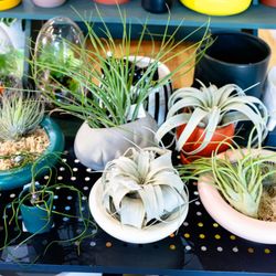 Leaf & Loot - Air plants