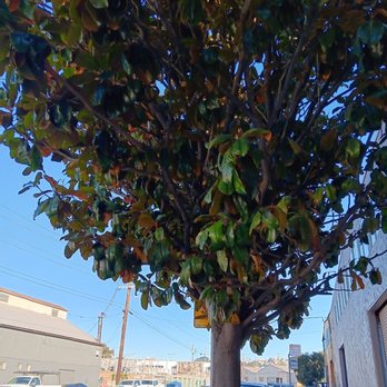 Imperial Tree Removal Service - Trimmed Tree - Tree Services Near Me - Colma, California Imperial Tree Removal Service - Trimmed Tree - Tree Services Near Me - Colma, California